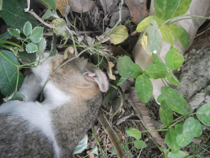 A gray and white cat looking into leafy branches · Cat photo — Pictures of Cat