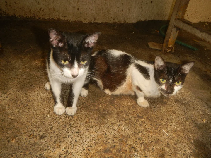 Two black and white cats resting on a rough floor · Cat photo — Pictures of Cat