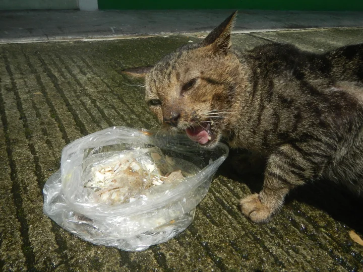 Tabby with its tongue out beside a bag of food · Cat photo — Pictures of Cat