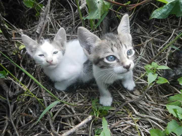 Two kittens nestled among dry twigs and leaves · Cat photo — Pictures of Cat