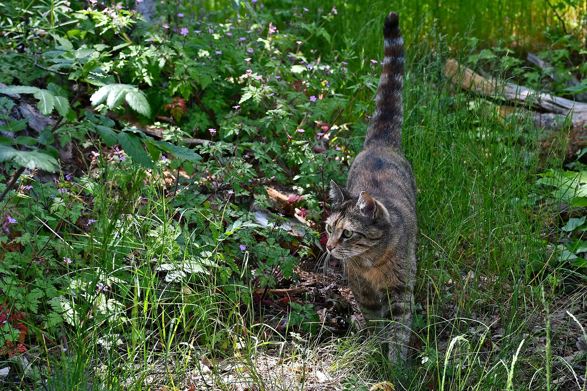 domestic cat (Felis catus), ein Katze-Foto auf Pictures of Cat