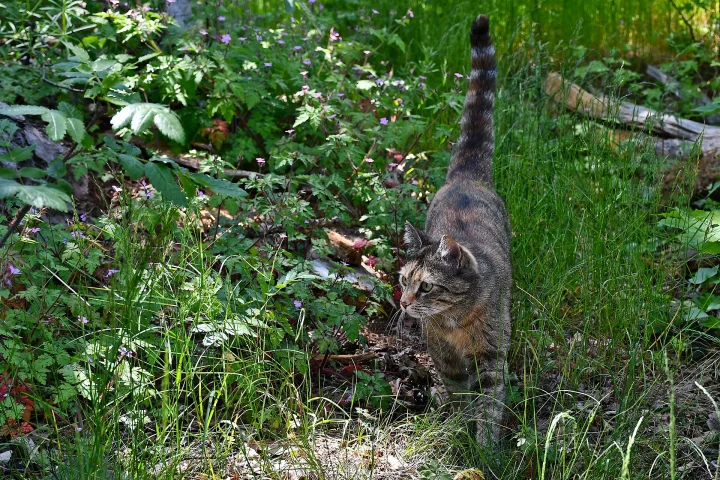 Tabby walking through dense green plants · Cat photo — Pictures of Cat