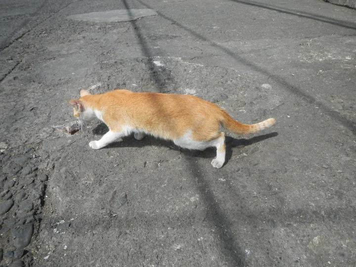 An orange and white cat crossing a gray road · Cat photo — Pictures of Cat