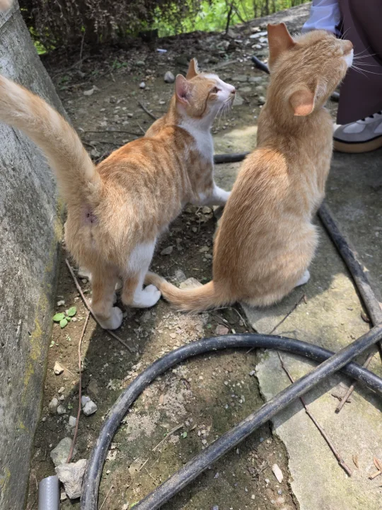 Two orange and white cats beside a coiled black hose · Cat photo — Pictures of Cat