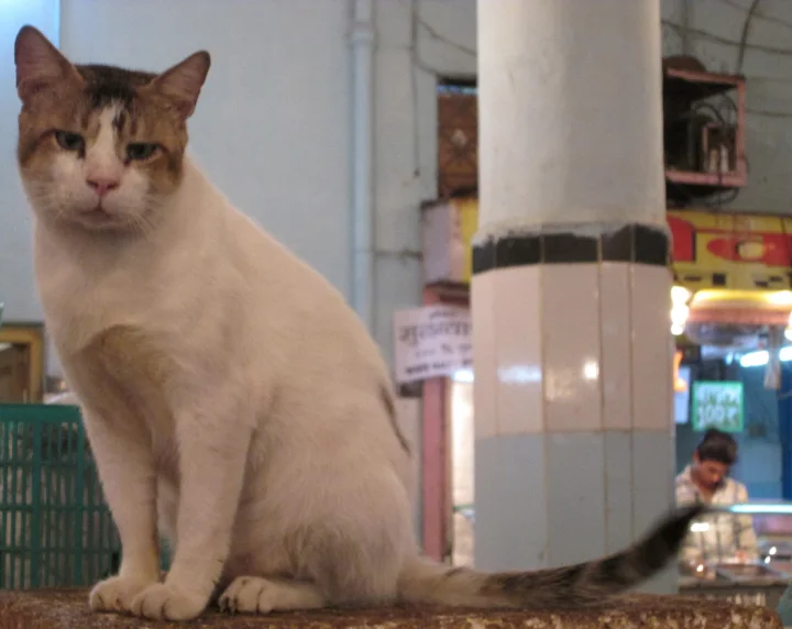 White cat with a tabby head sitting beside a tiled column · Cat photo — Pictures of Cat