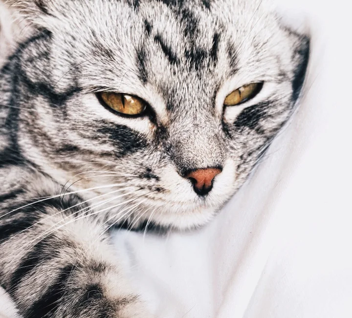 Close-up of a silver tabby against a pale background · Cat photo — Pictures of Cat