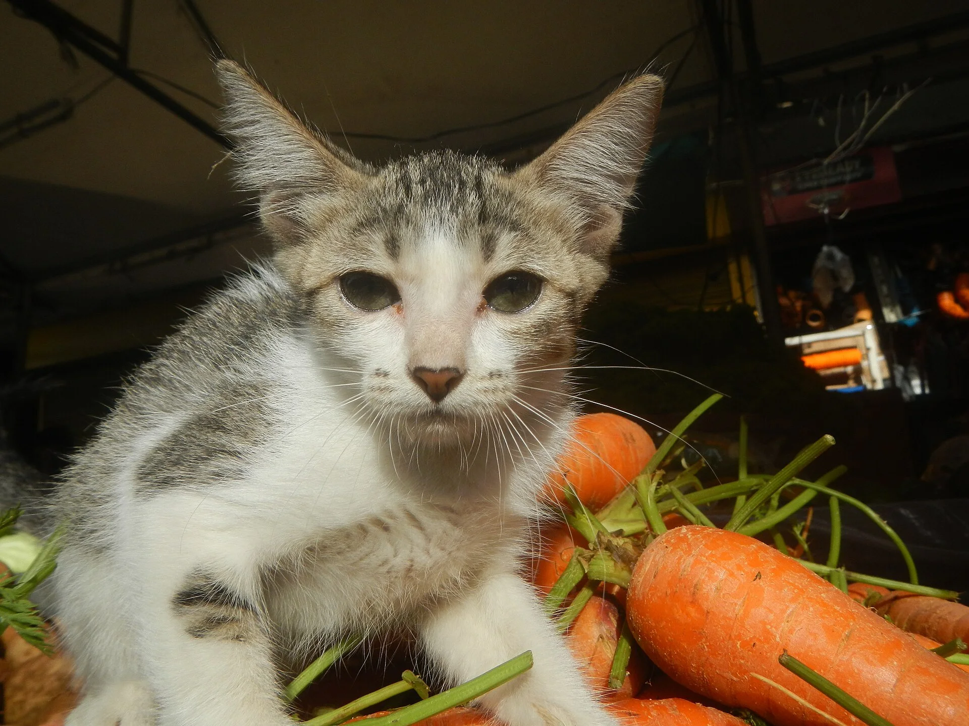 Pictures of Cat의 고양이 사진, Black and white kitten portraits in the Philippines