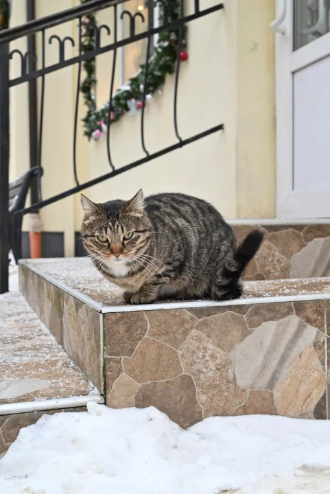 Tabby sitting on tiled steps beside snow · Cat photo — Pictures of Cat