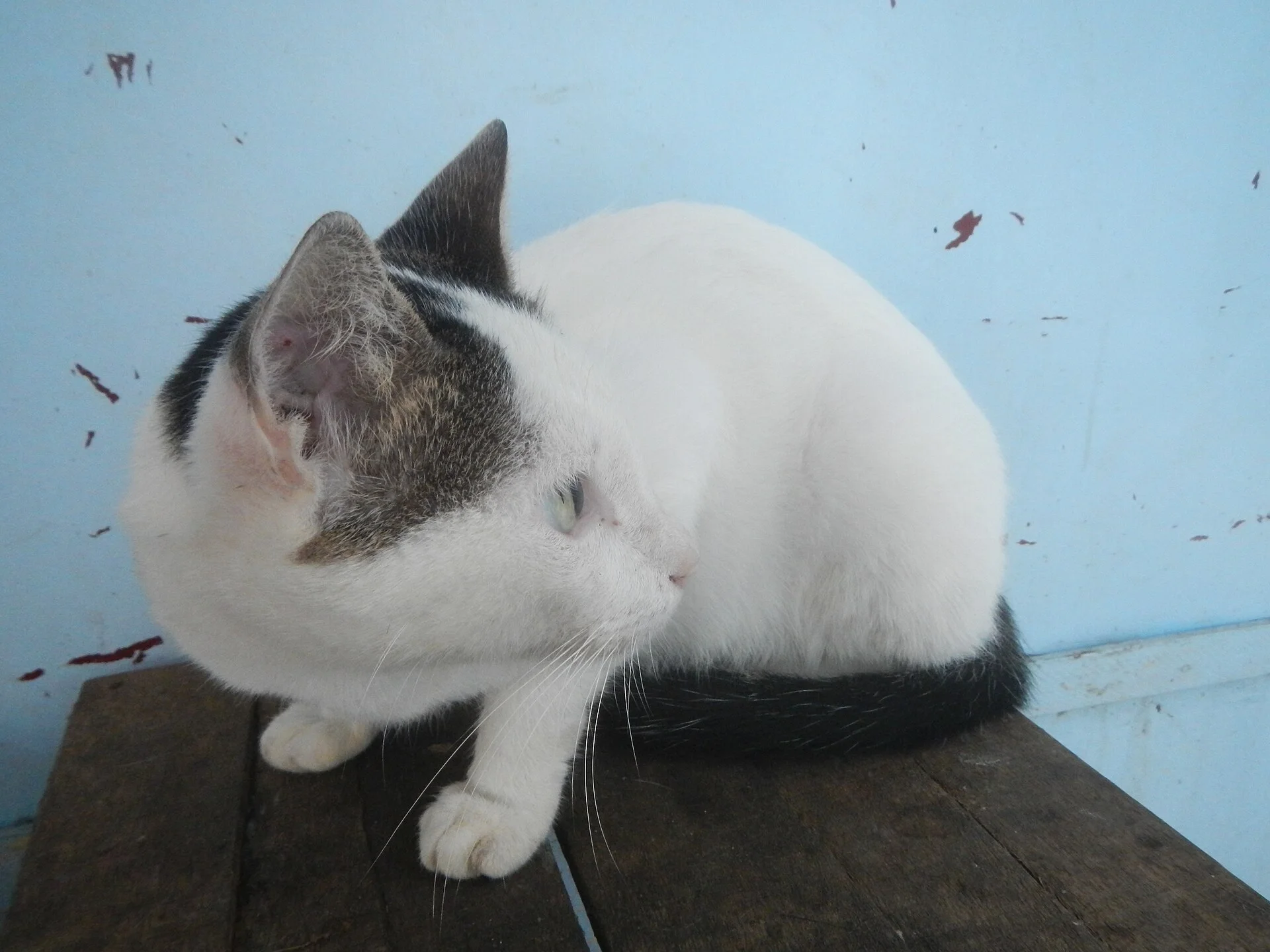 Black and white cat portraits in the Philippines, ein Katze-Foto auf Pictures of Cat