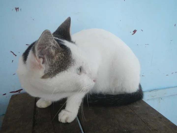 A white cat with gray markings seated on a wooden surface · Cat photo — Pictures of Cat