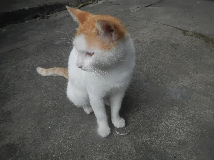 Orange and white cat sitting with its head lowered · Cat photo — Pictures of Cat