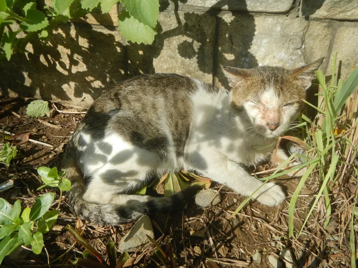 White and gray cat resting among patches of sun and shade · Cat photo — Pictures of Cat
