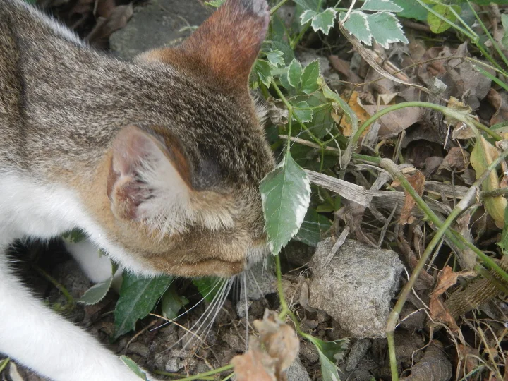 A gray and white cat with its nose near leafy twigs · Cat photo — Pictures of Cat