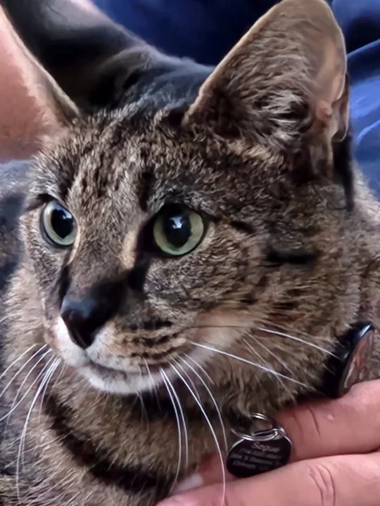 Close-up of a tabby beside a person's hand · Cat photo — Pictures of Cat