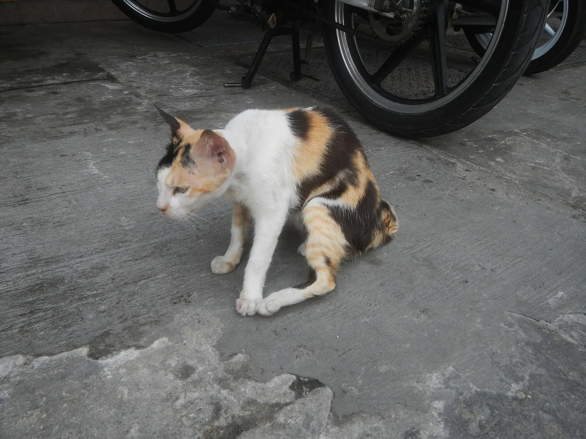 Pictures of Cat의 고양이 사진, Photos taken during the 2020 coronavirus pandemic in Baliuag, Bulacan Timeline of the 2020 coronavirus pandemic in the P