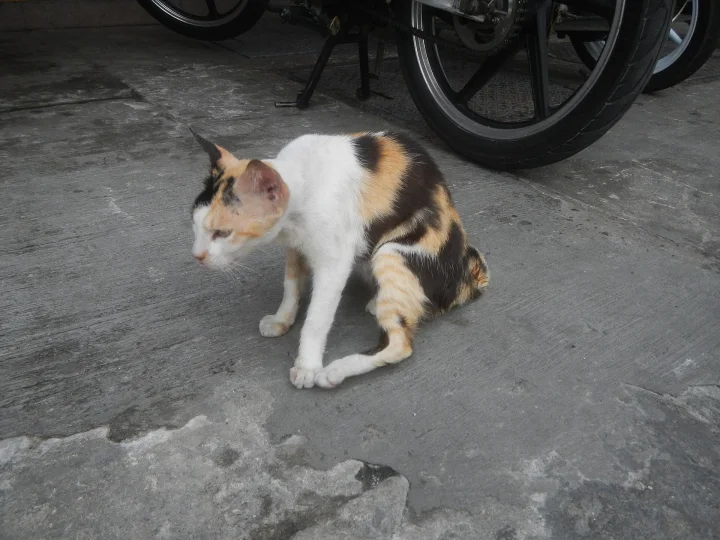 Calico cat sitting beside a motorcycle wheel · Cat photo — Pictures of Cat