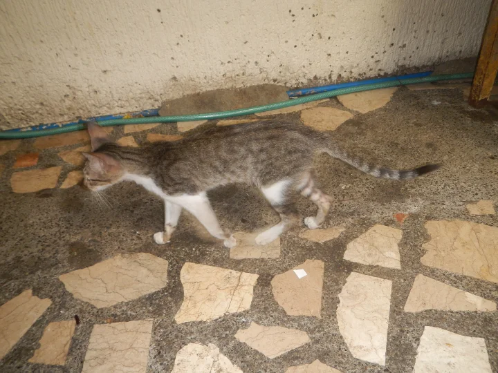 Gray and white cat walking across a patterned stone floor · Cat photo — Pictures of Cat
