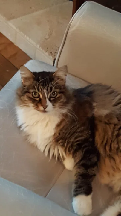 Long-haired tabby and white cat on a chair · Cat photo — Pictures of Cat
