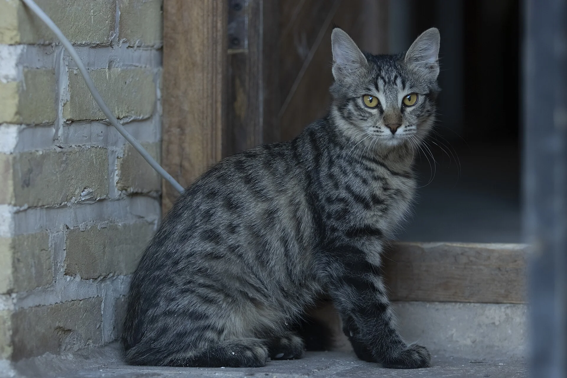 The Ocicat is an all-domestic breed of cat which resembles a wild cat but has no recent wild DNA in its gene pool., ein Katze-Foto auf Pictures of Cat