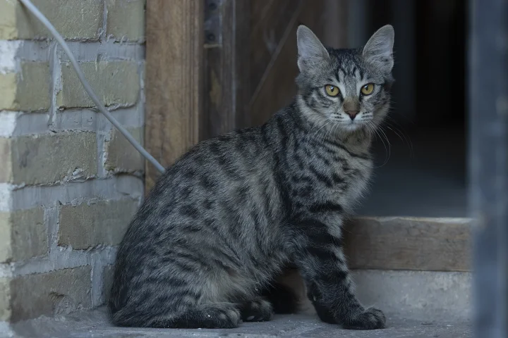 Gray tabby sitting beside a brick wall and wooden door · Cat photo — Pictures of Cat