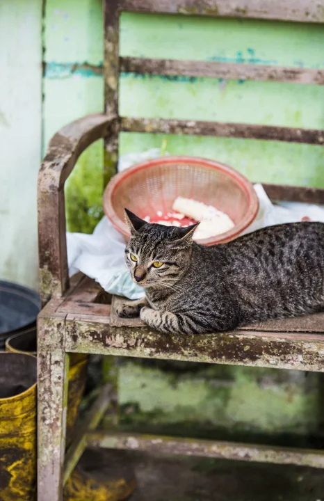Tabby lying on a weathered green wooden bench · Cat photo — Pictures of Cat
