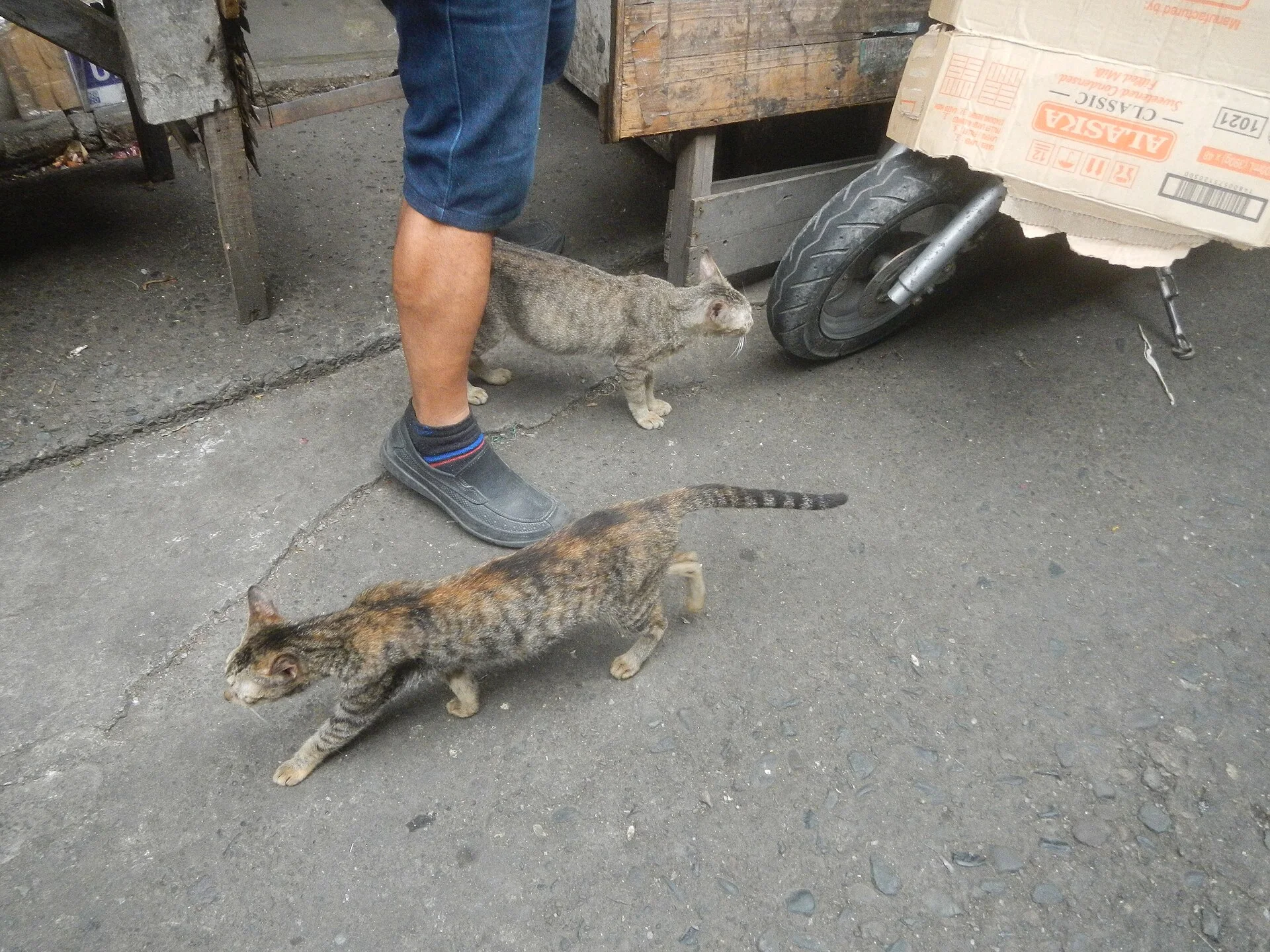 Baliuag, Bulacan during Pandemic Lockdown, ein Katze-Foto auf Pictures of Cat