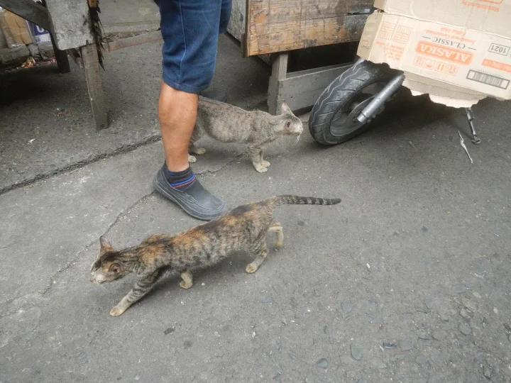 Two tabby cats crossing a street beside a person's legs · Cat photo — Pictures of Cat