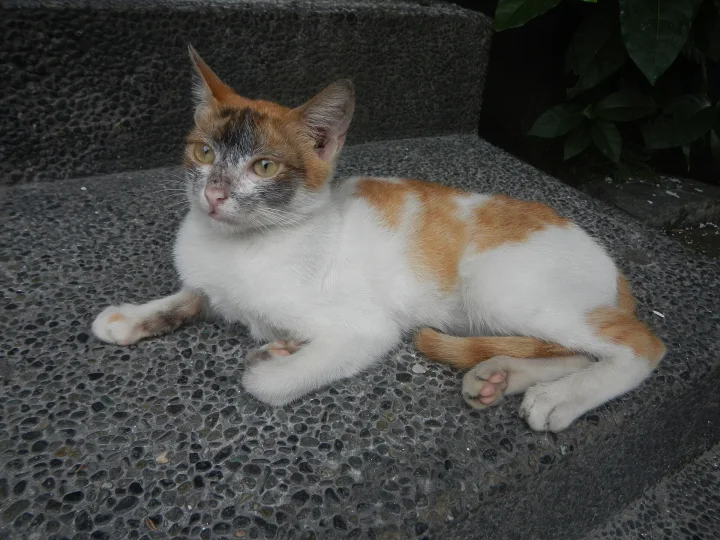 White and orange cat lying on a textured stone step · Cat photo — Pictures of Cat