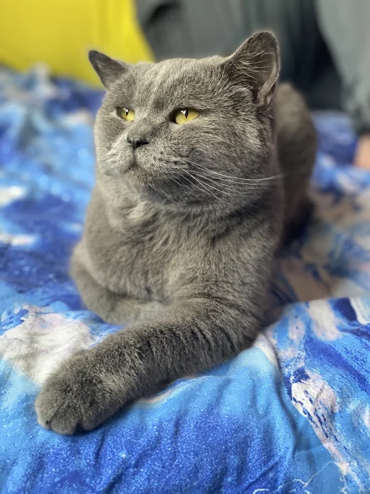 Gray cat lying on a blue patterned blanket · Cat photo — Pictures of Cat