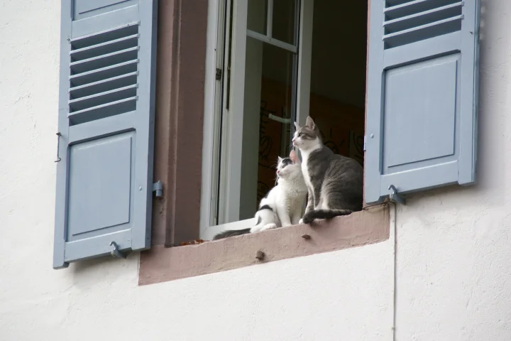 Two cats sitting together in an open window · Cat photo — Pictures of Cat