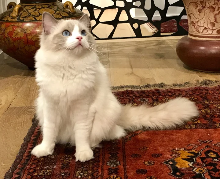 Fluffy white cat sitting beside a red patterned rug · Cat photo — Pictures of Cat