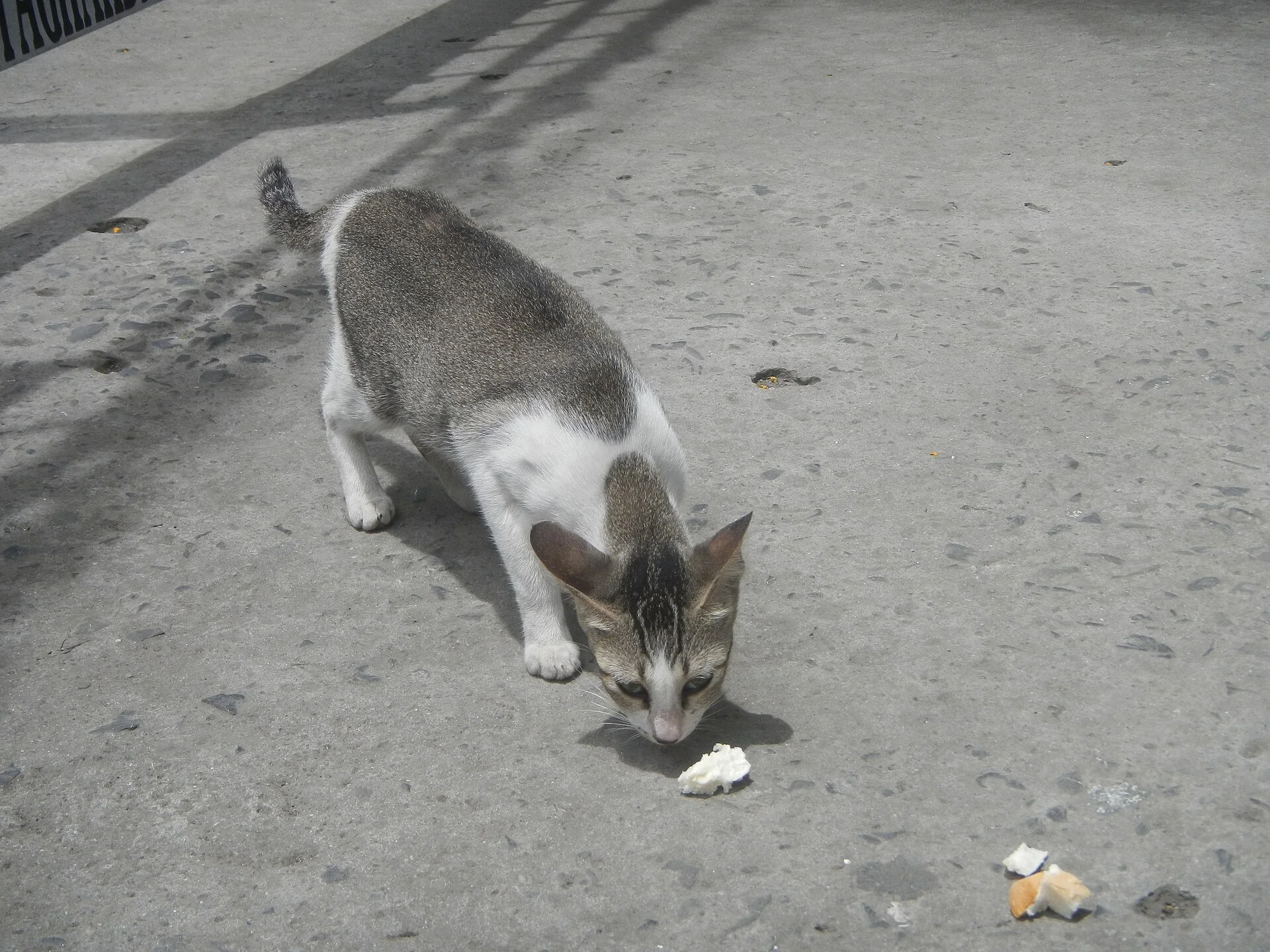 Photos taken during the 2020 coronavirus pandemic in Baliuag, Bulacan Timeline of the 2020 coronavirus pandemic in the P, ein Katze-Foto auf Pictures of Cat