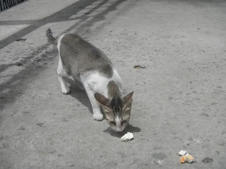 White and gray cat with its muzzle near food on concrete · Cat photo — Pictures of Cat