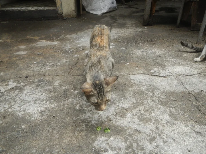 Tabby bending toward a green leaf on concrete · Cat photo — Pictures of Cat