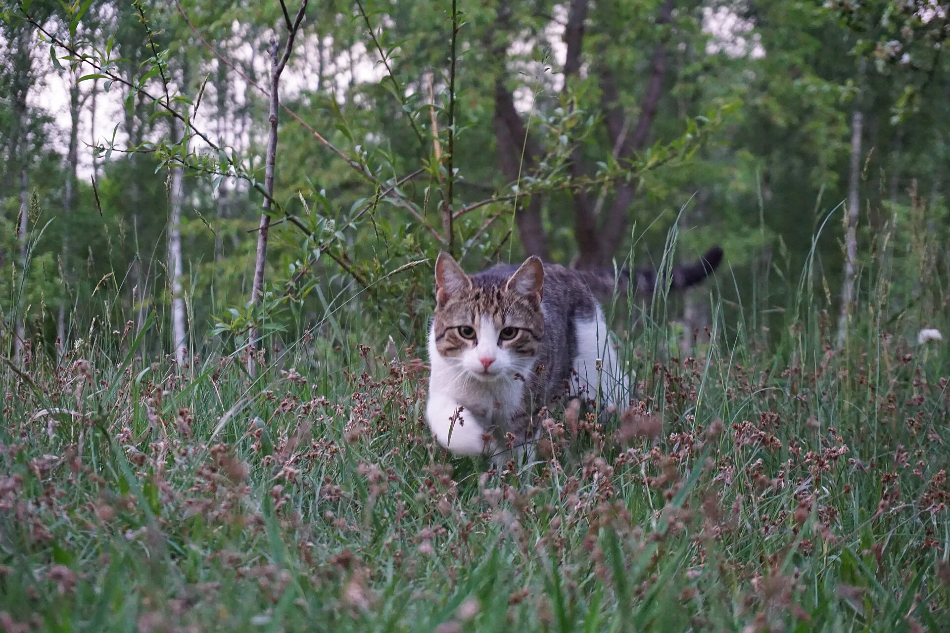 Pictures of Cat의 고양이 사진, Kot domowy