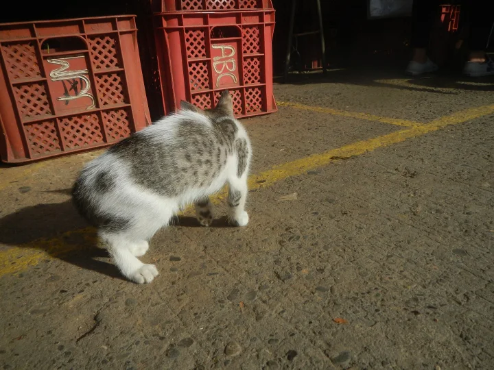 White and gray cat beside red plastic crates · Cat photo — Pictures of Cat