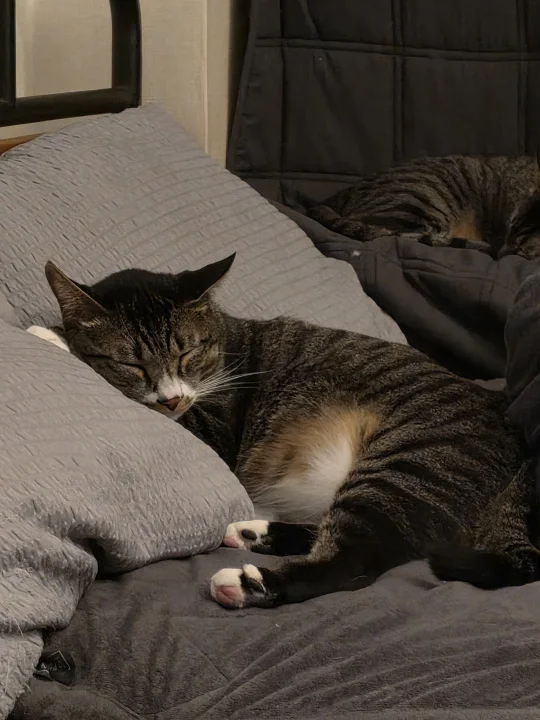 Tabby resting against a gray bed pillow · Cat photo — Pictures of Cat