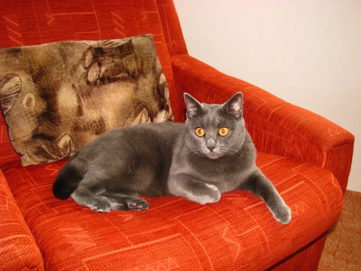 A gray cat reclining on an orange armchair · Cat photo — Pictures of Cat