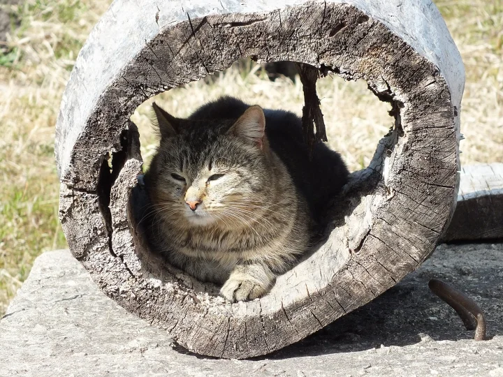 Tabby resting inside a hollow wooden log · Cat photo — Pictures of Cat