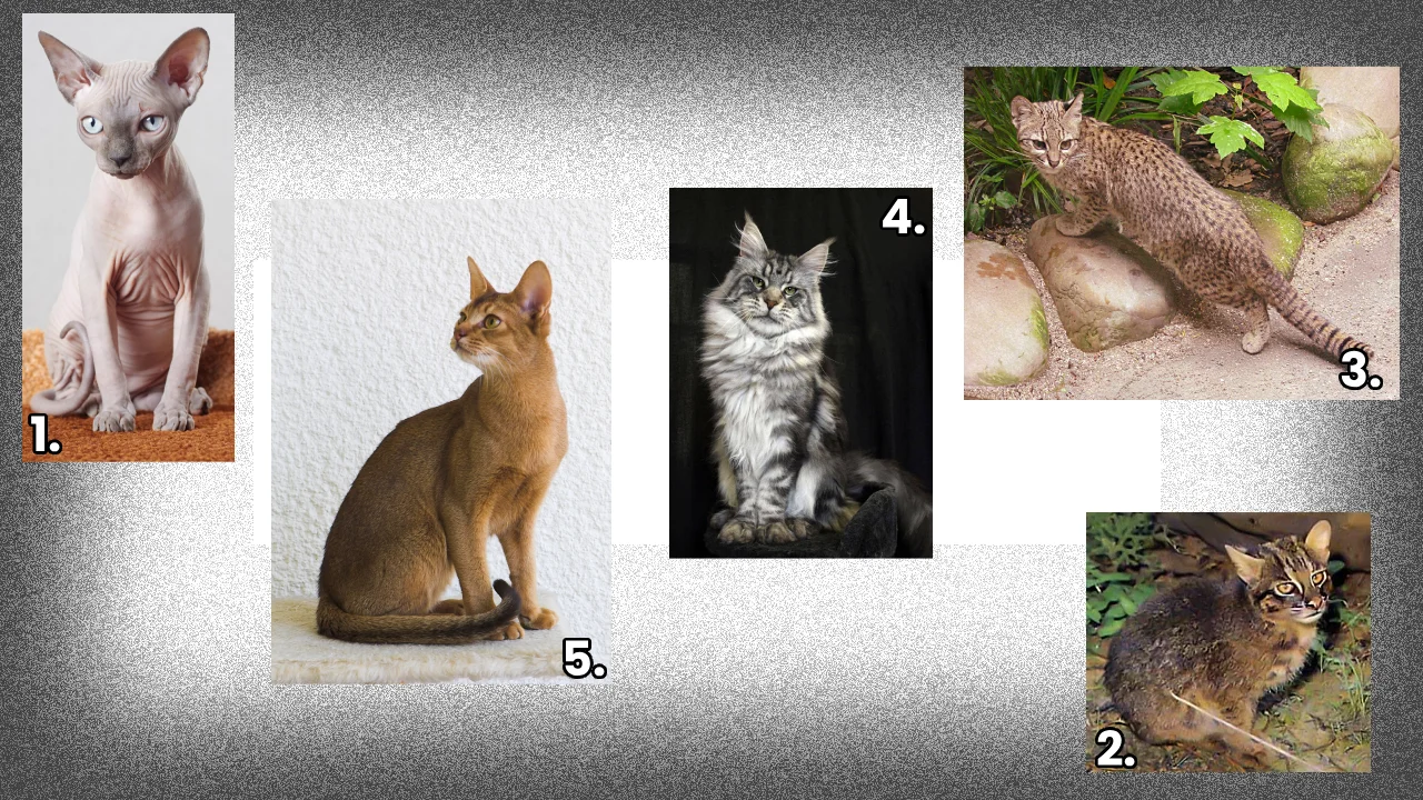 Pictures of Cat의 고양이 사진, Meowww :3