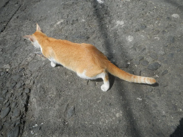 An orange and white cat walking across gray ground · Cat photo — Pictures of Cat
