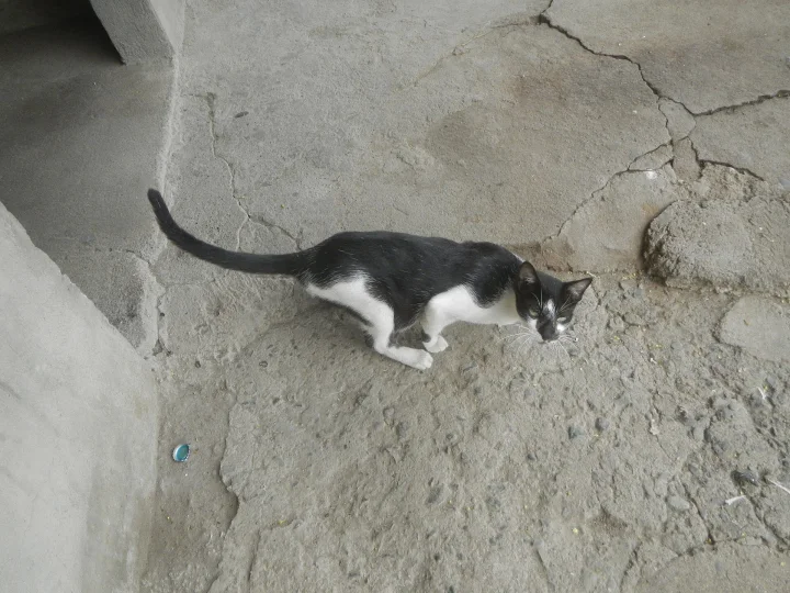 Black and white cat walking across pale concrete · Cat photo — Pictures of Cat