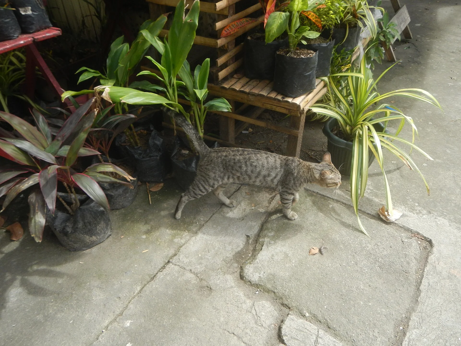 Baliuag, Bulacan Proper, ein Katze-Foto auf Pictures of Cat