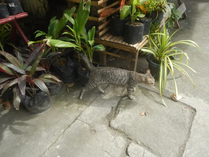 Tabby walking past a row of potted plants · Cat photo — Pictures of Cat
