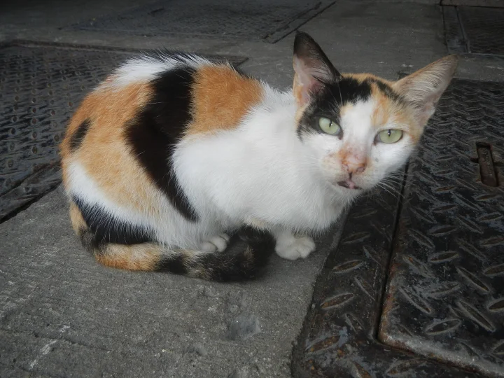 Calico cat sitting beside a dark drain cover · Cat photo — Pictures of Cat
