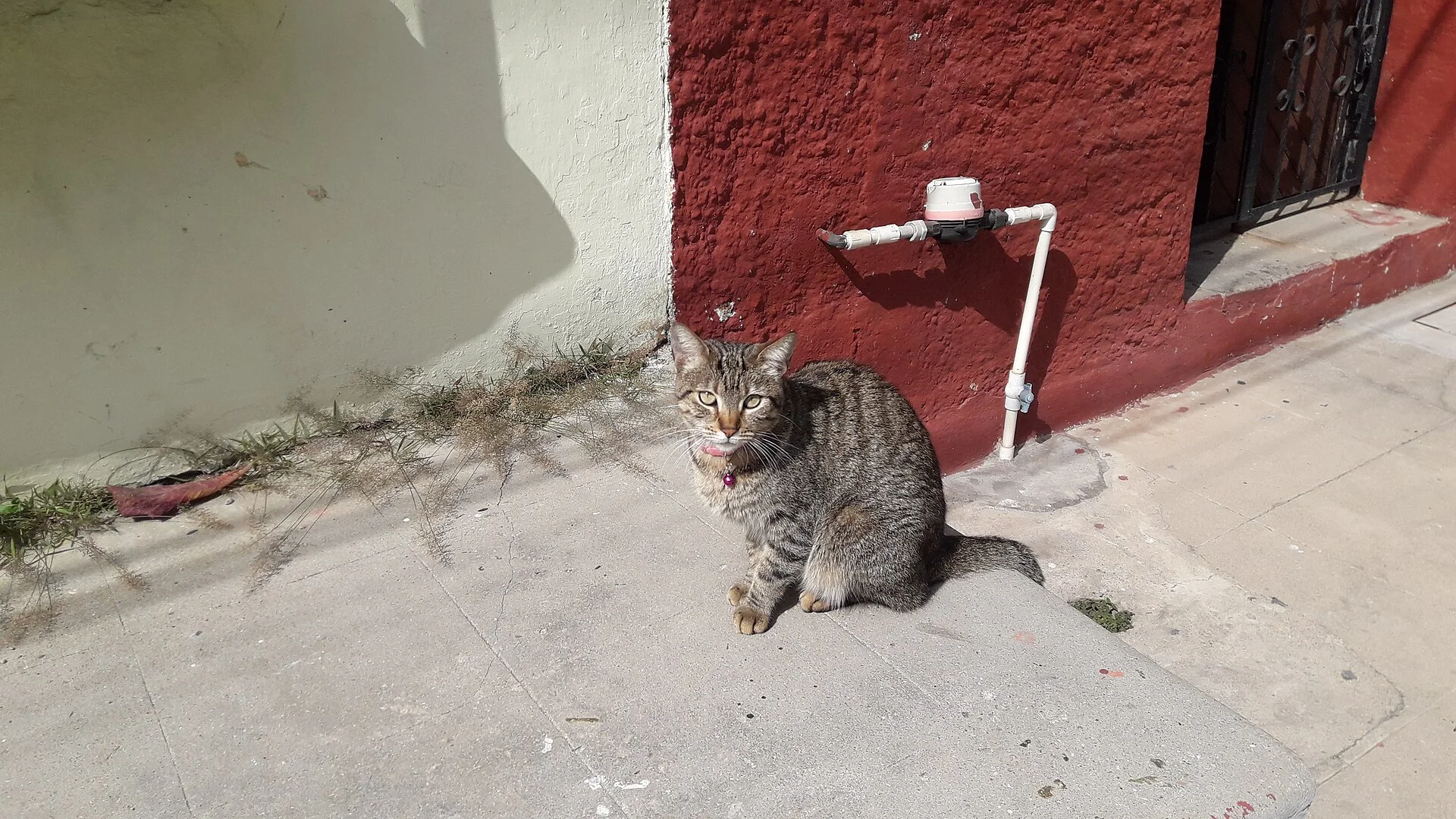 Cat in Mazatlán. Date: February 1, 2023., ein Katze-Foto auf Pictures of Cat
