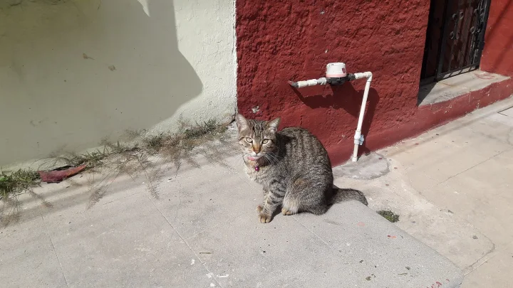 Tabby sitting beside a red wall and water pipe · Cat photo — Pictures of Cat
