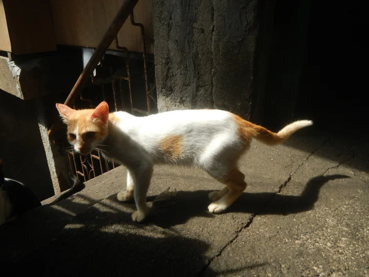 Orange and white cat standing in a patch of sunlight · Cat photo — Pictures of Cat