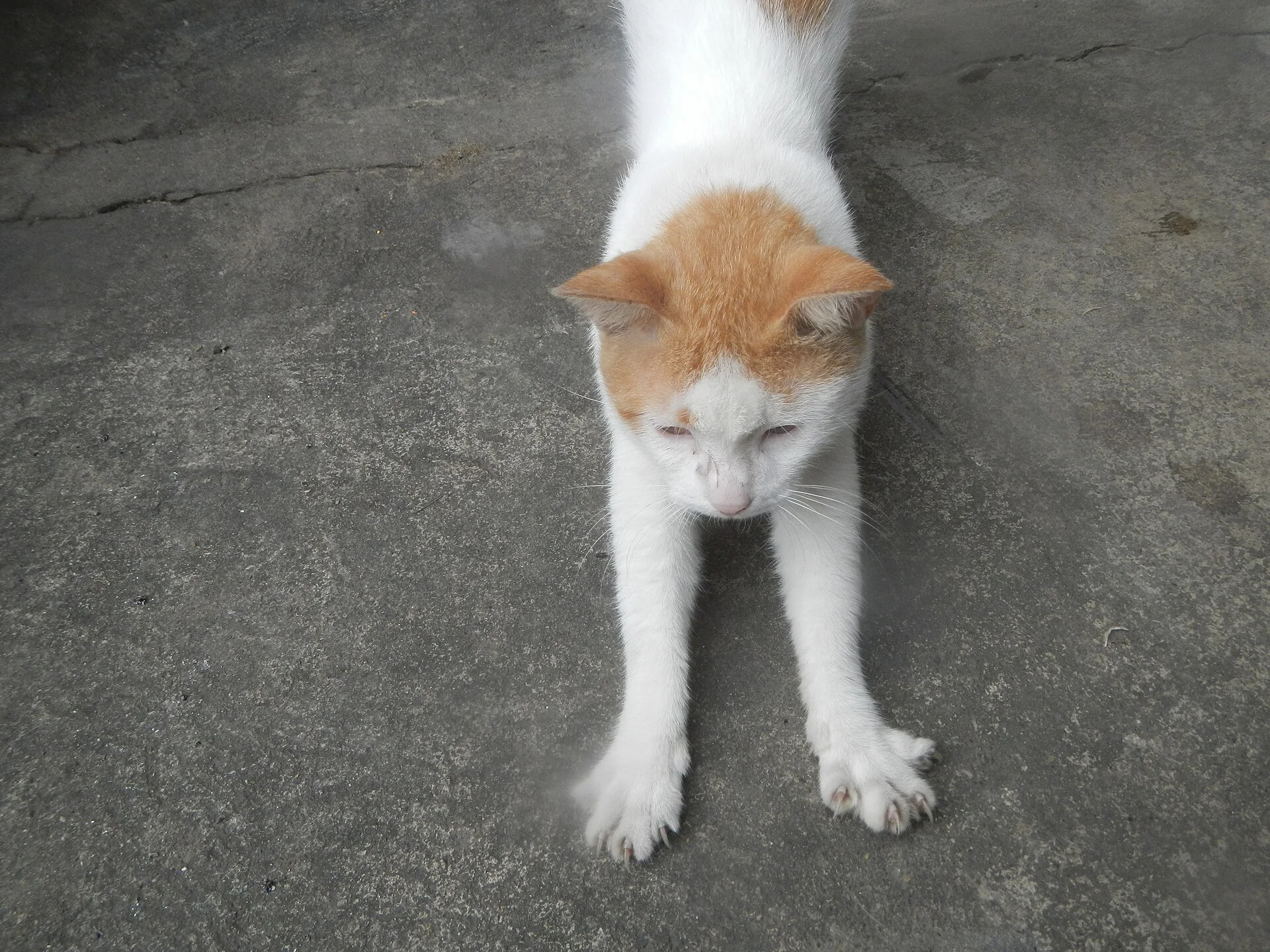 An orange and white cat stretching its front legs on concrete · Cat photo — Pictures of Cat