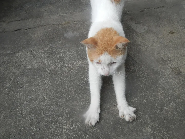 An orange and white cat stretching its front legs on concrete · Cat photo — Pictures of Cat